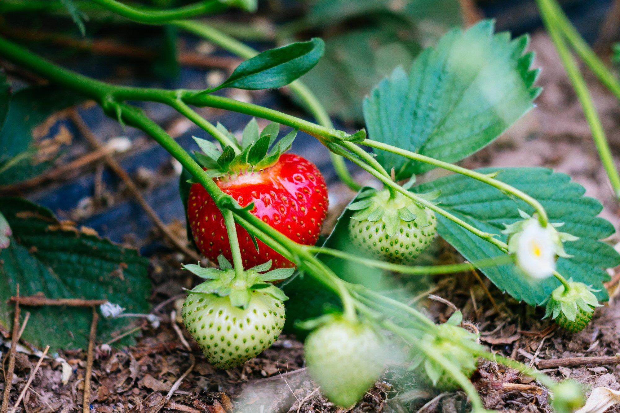Maasika- ja vaarikapeenra kevadine hooldus tuleks ette võtta kuiva ilmaga