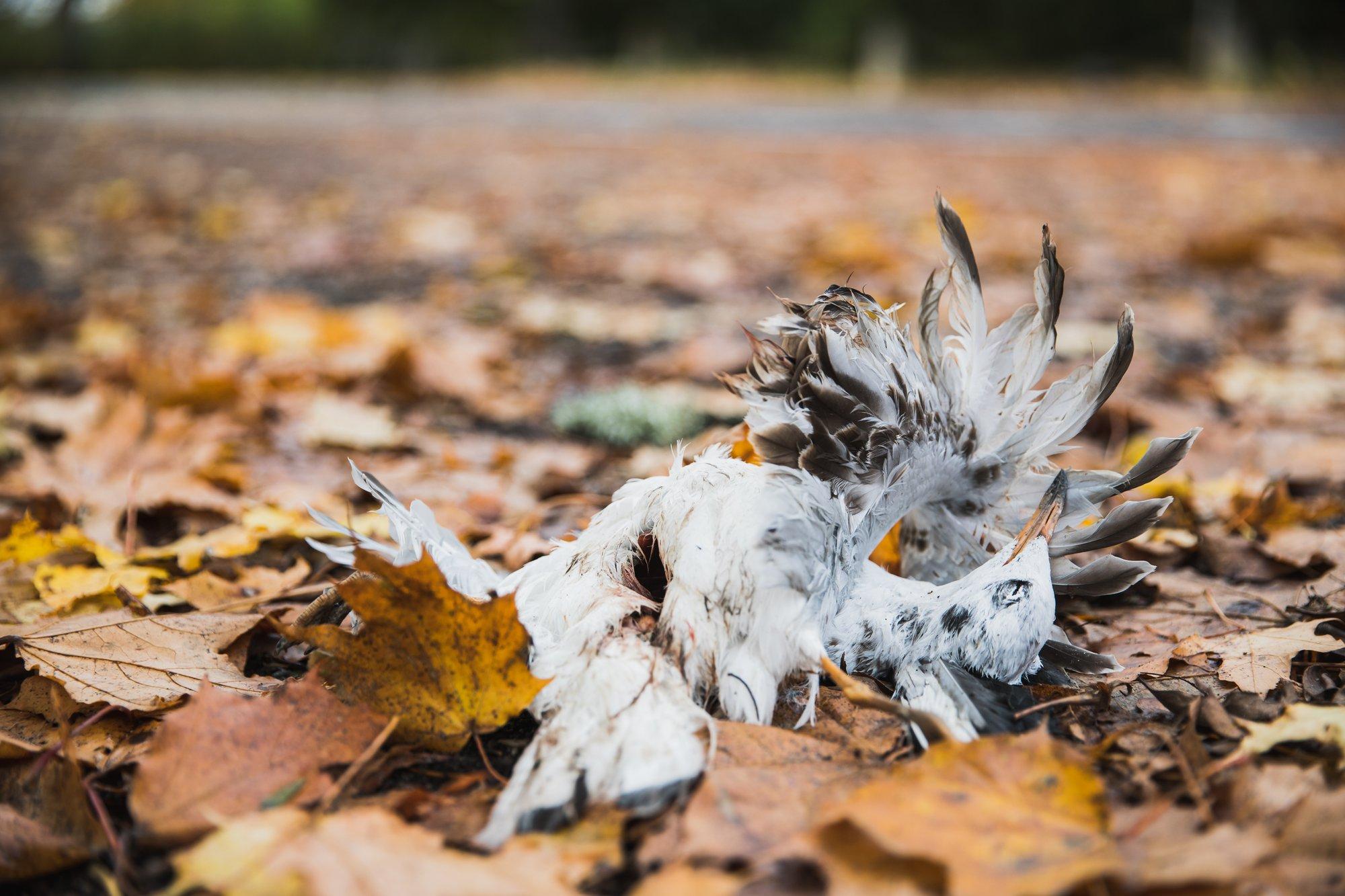 Lääne-Virumaal tuvastati metslinnul eriti ohtlikku tüüpi linnugripi viirus