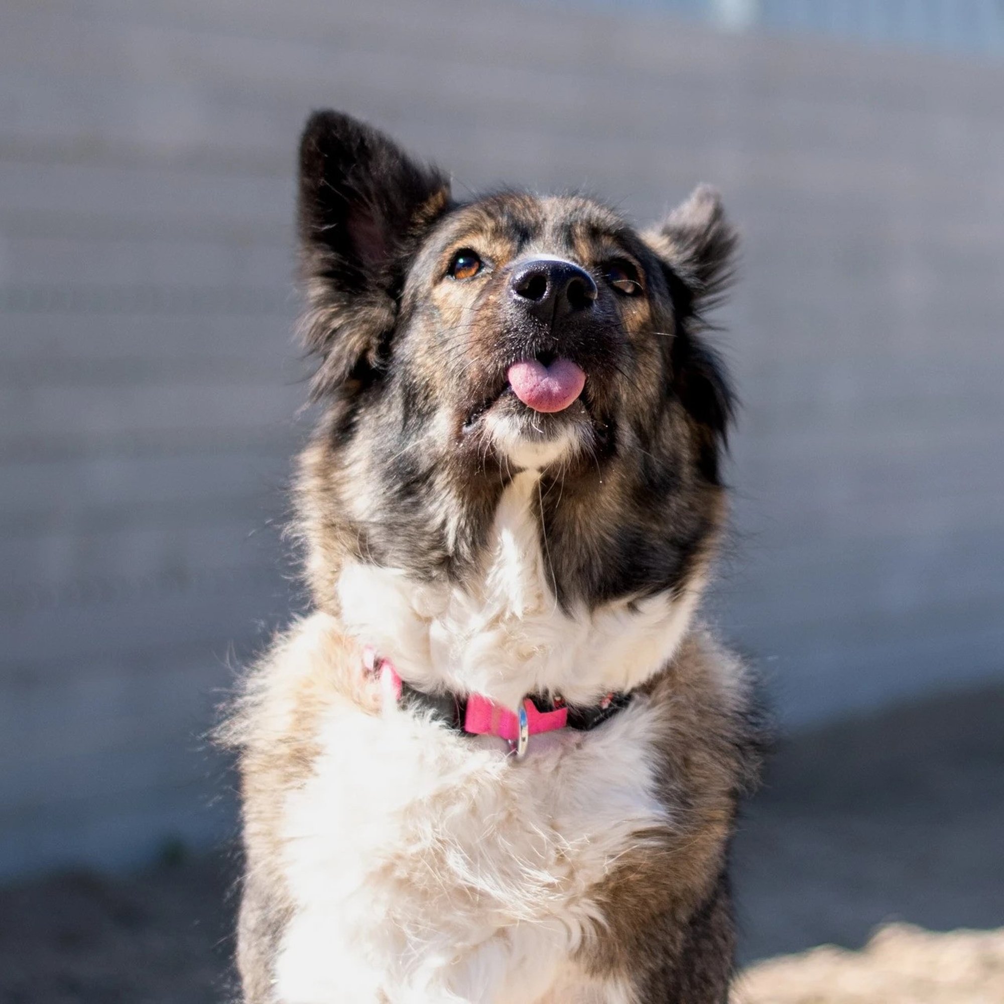 TAHAKS KOJU | Lada rõõmsat meelt pole vääranud ka senised vintsutused