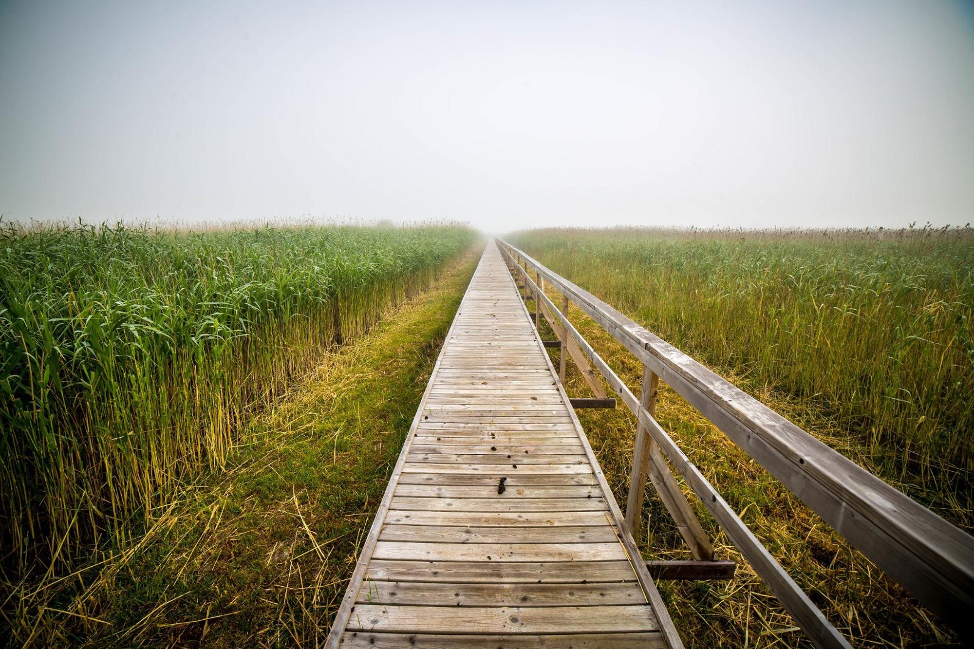 Roheprojekt, millele uus linnavalitsus näitas punast tuld: Kakumäe-Tabasalu kergliiklusteed ei tule