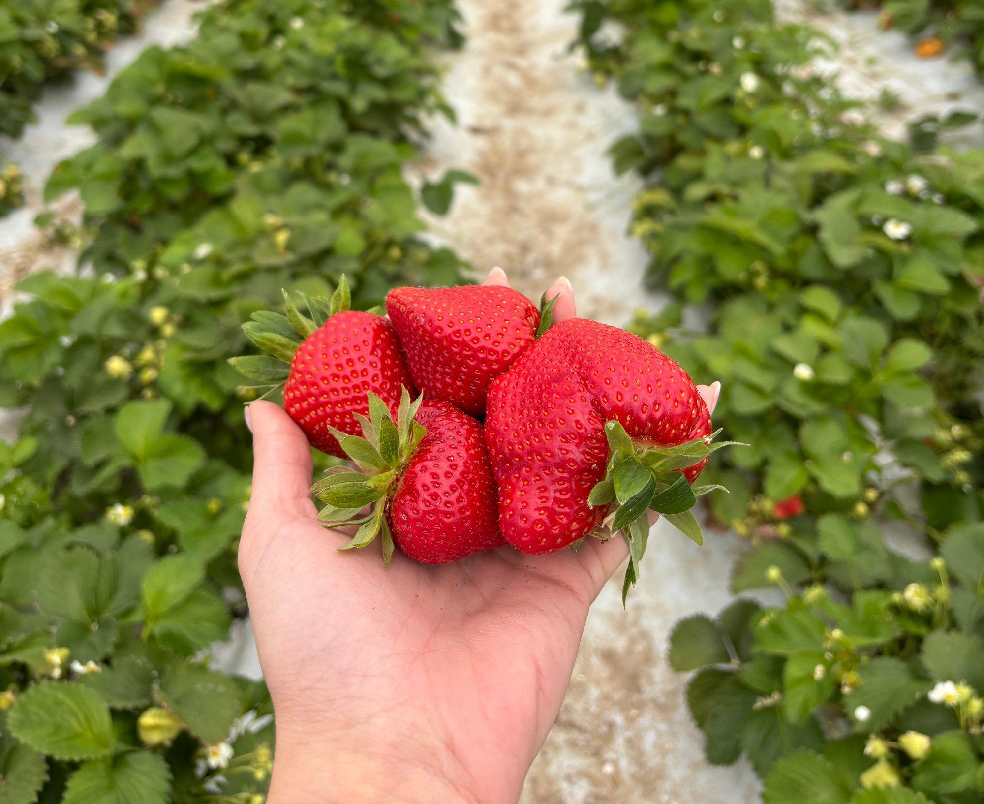 Esimesed kodumaised maasikad on müügil ja hind hooajale vastav