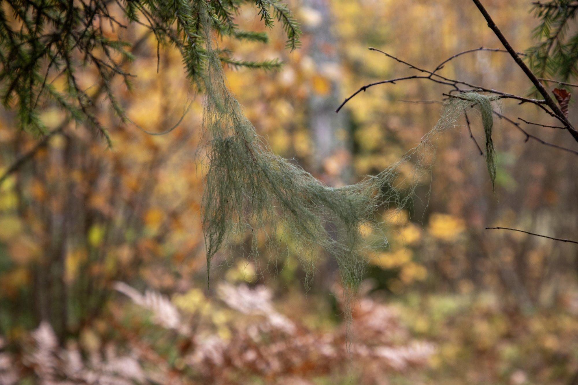 RMK jätkab loodusharidusprogrammidega lasteaedadele ja koolidele