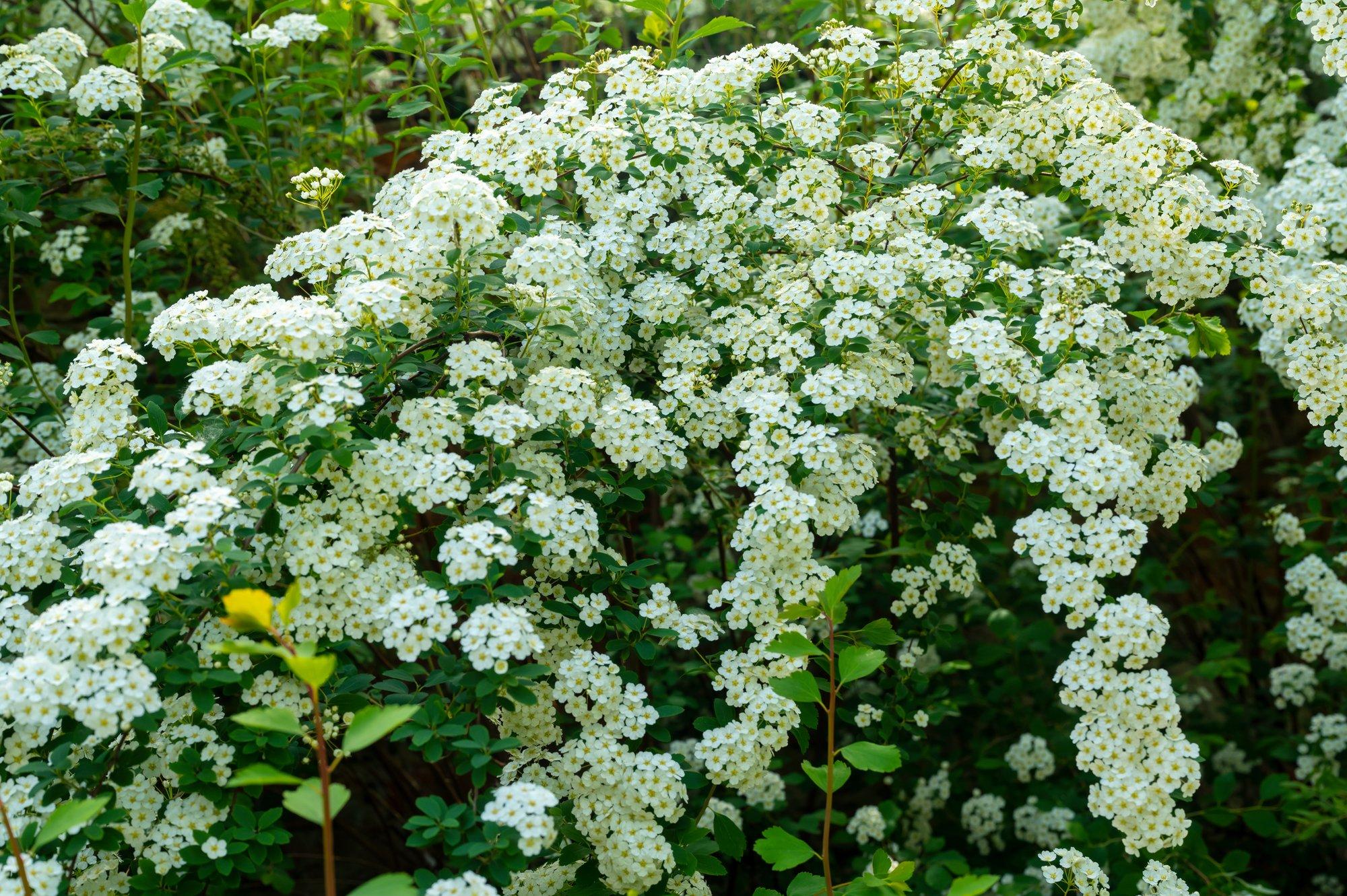 Enelate valik on nii lai, et nende ilupõõsaste kauneid õisi jagub kogu suveks