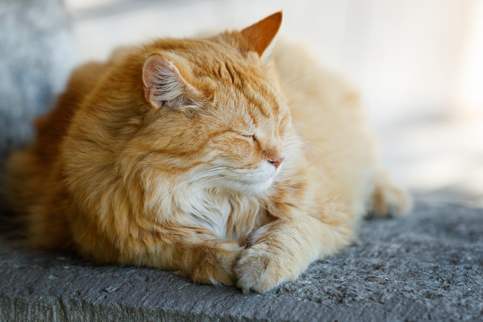 Ei mingit espresso macchiatot! Legendaarne Kalamaja kass August otsustas hoopis teise kohvi kasuks