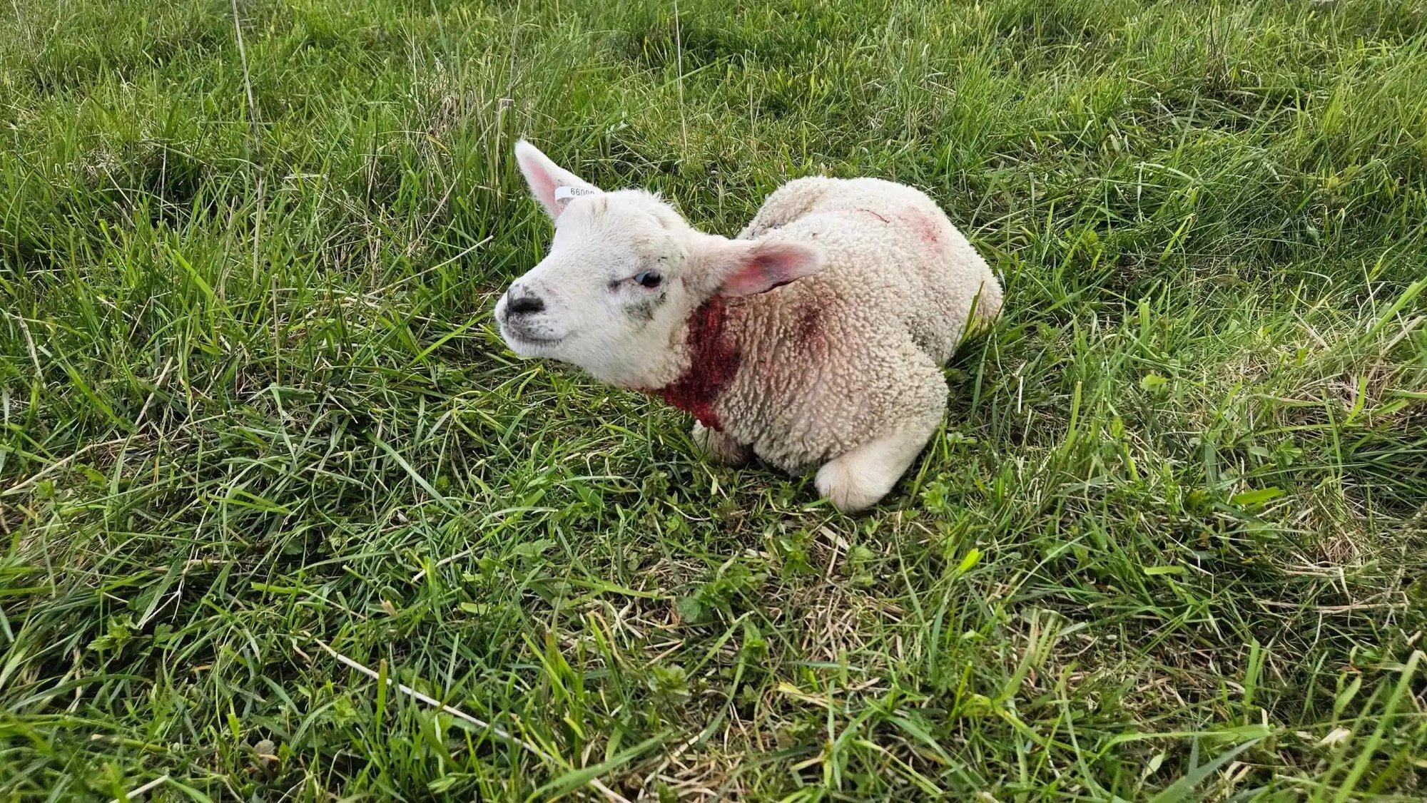 VIDEO | Ulatuslik hundirünnak Tartu külje all. Ühe hommikuga murti ligi 50 lammast