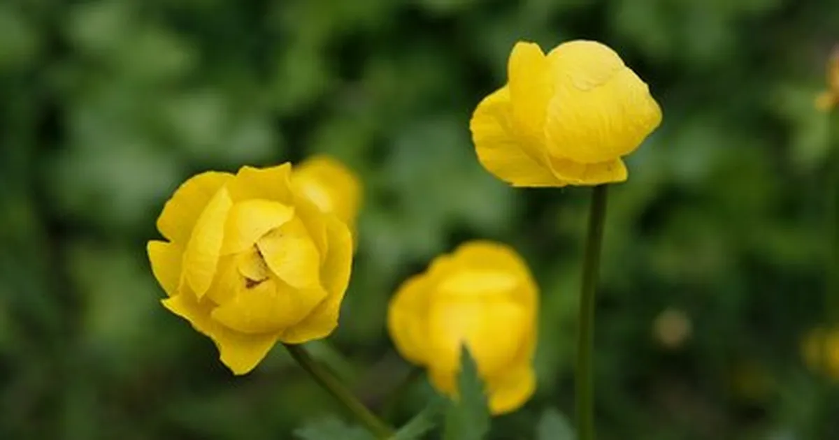 Kullerkupud on kadunud. Kas teie kodukandis neid veel leidub?