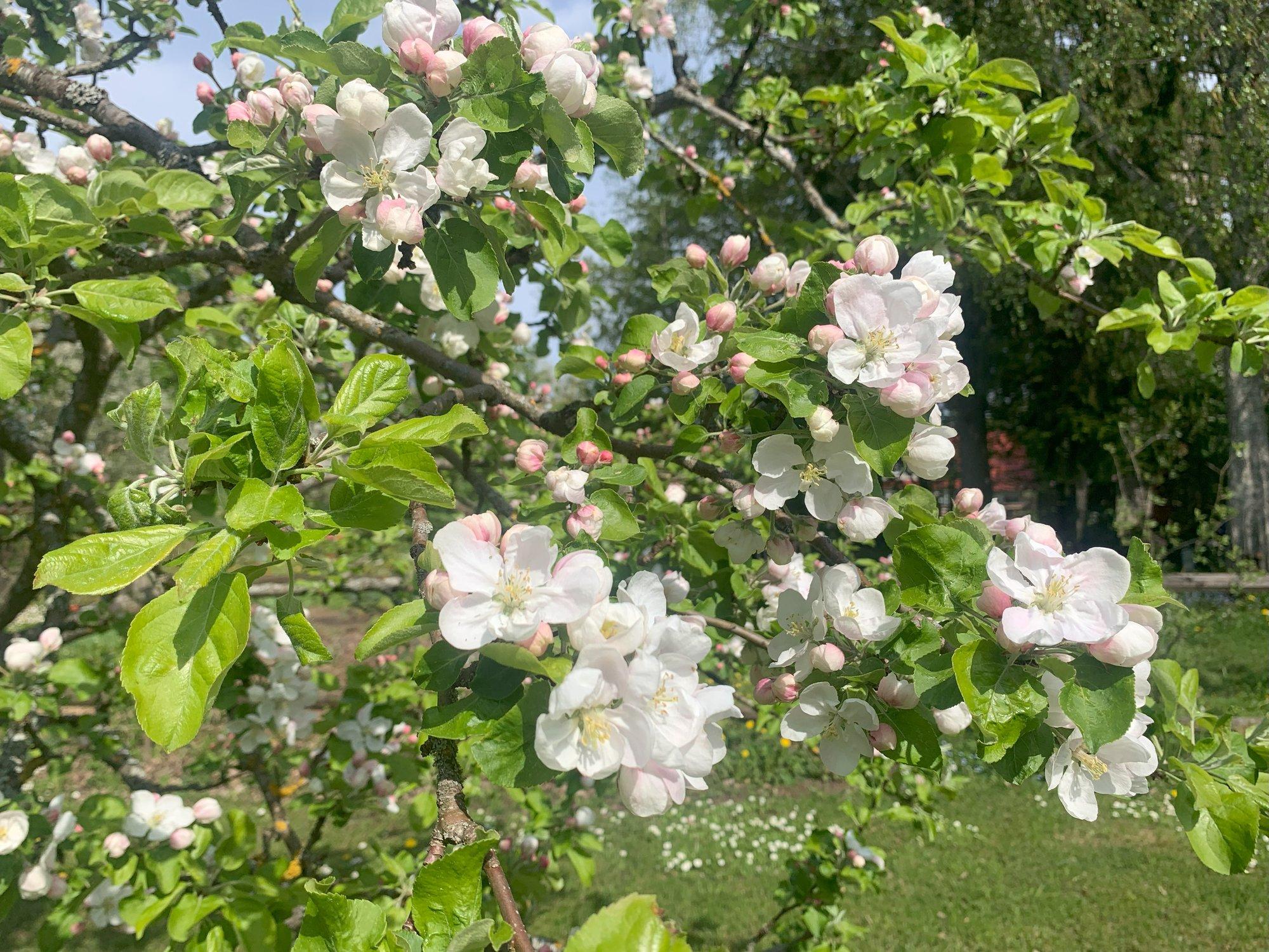 Eluterved arengud Tallinnas: uus suurprojekt toob linnahaljastusse „Liivi kuldreneti“ ja „Krügeri tuviõuna“
