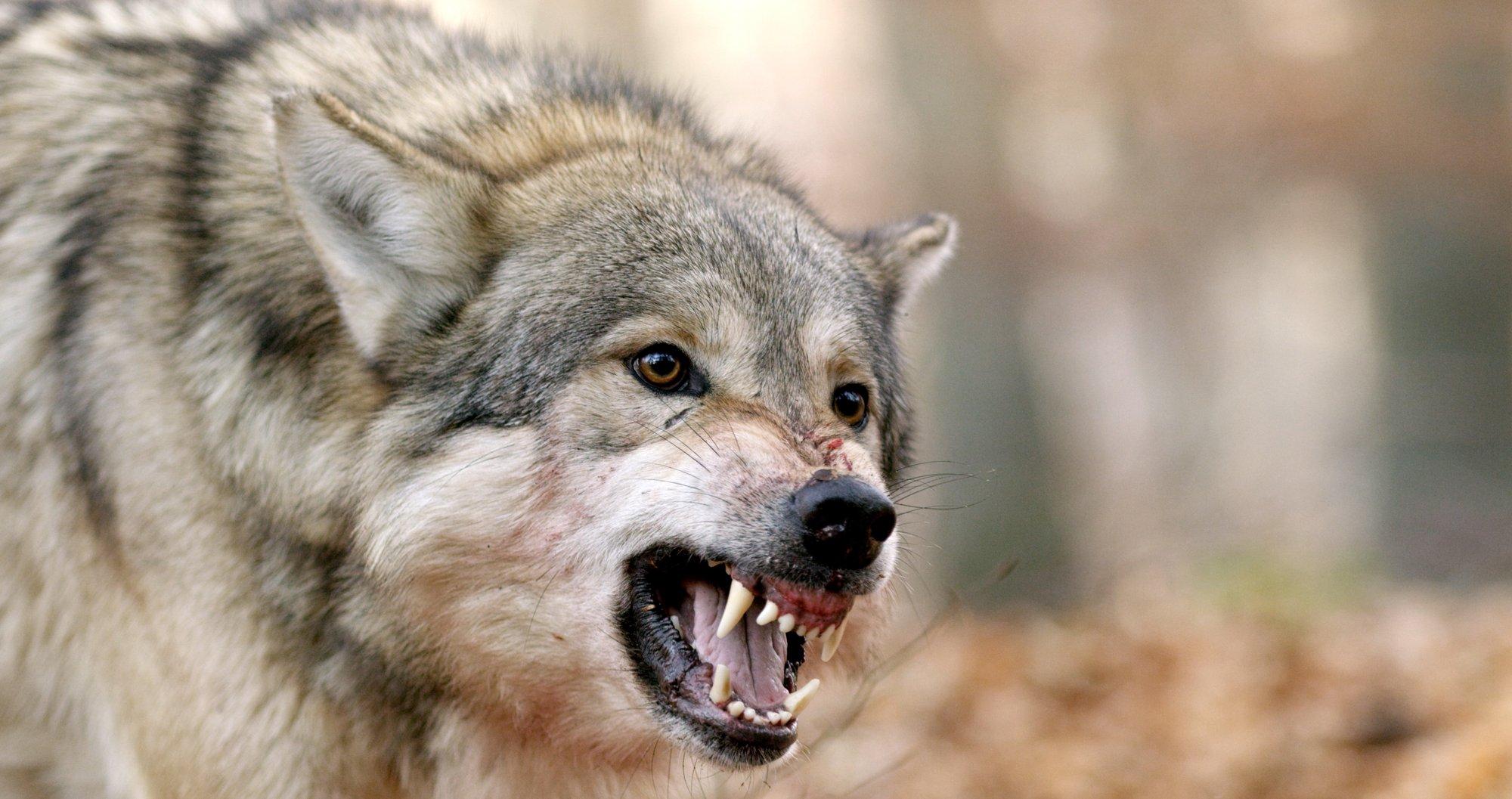 FOTOD | „Tuharast oli suur tükk välja rebitud!“ Hundid ründasid Saaremaal hobuseid