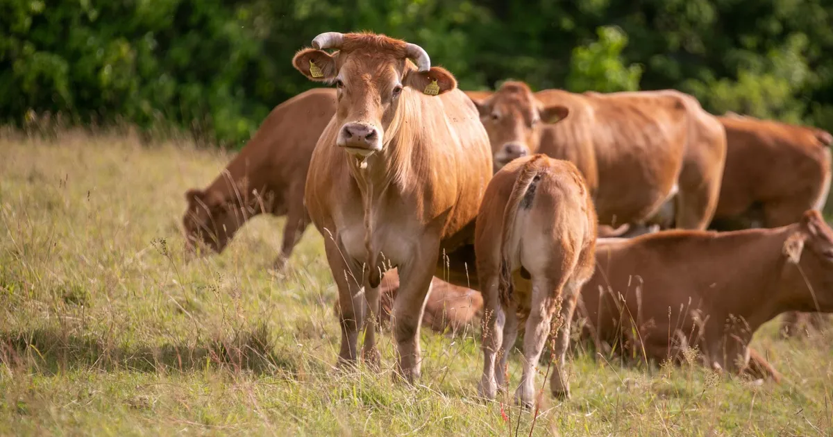 PRIA suurimas taotlusvoorus jagatakse taotlejatele ligi 212 miljonit eurot
