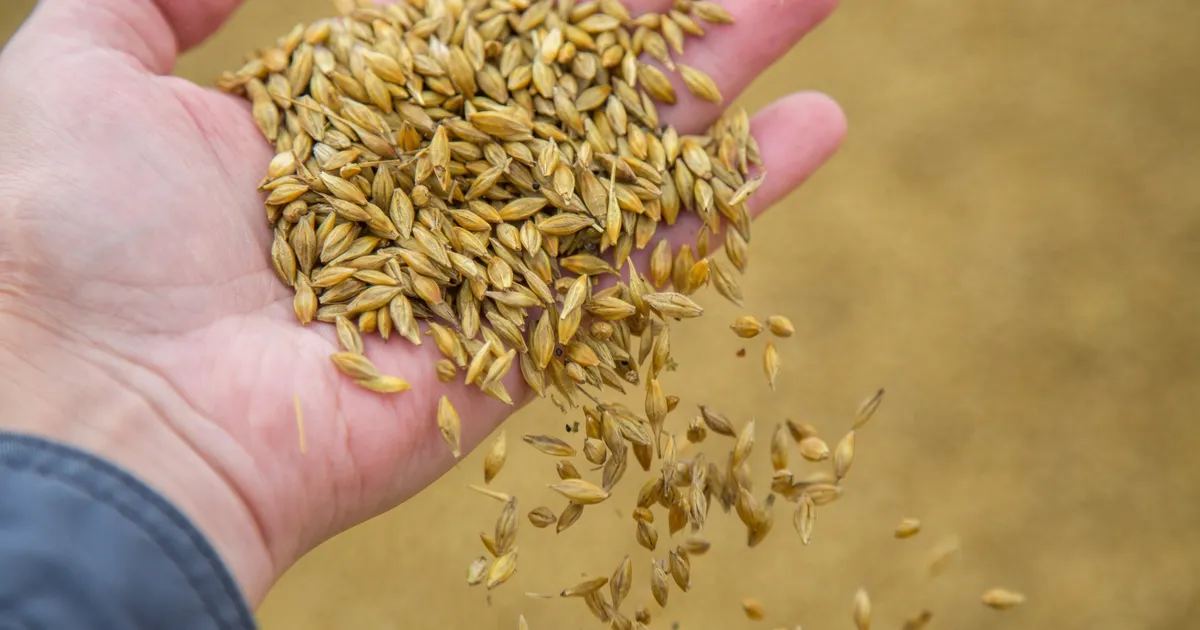 ARVAMUSPLATS ⟩ Toidujulgeolek algab seemnest