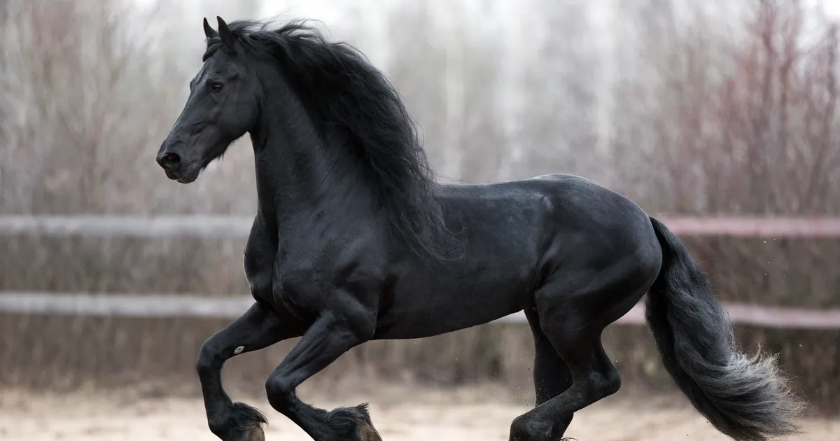 Hobuste herpesviirus levib ka Tartumaal