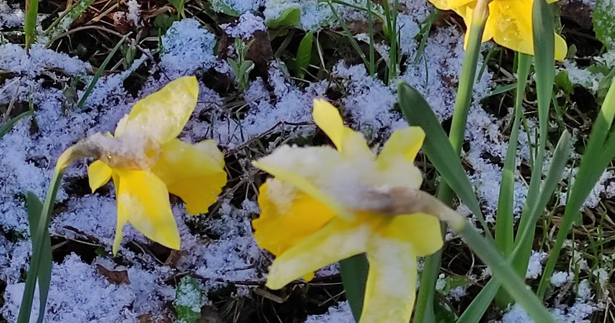 Homme sajab vihma, uuel nädalal lausa lörtsi