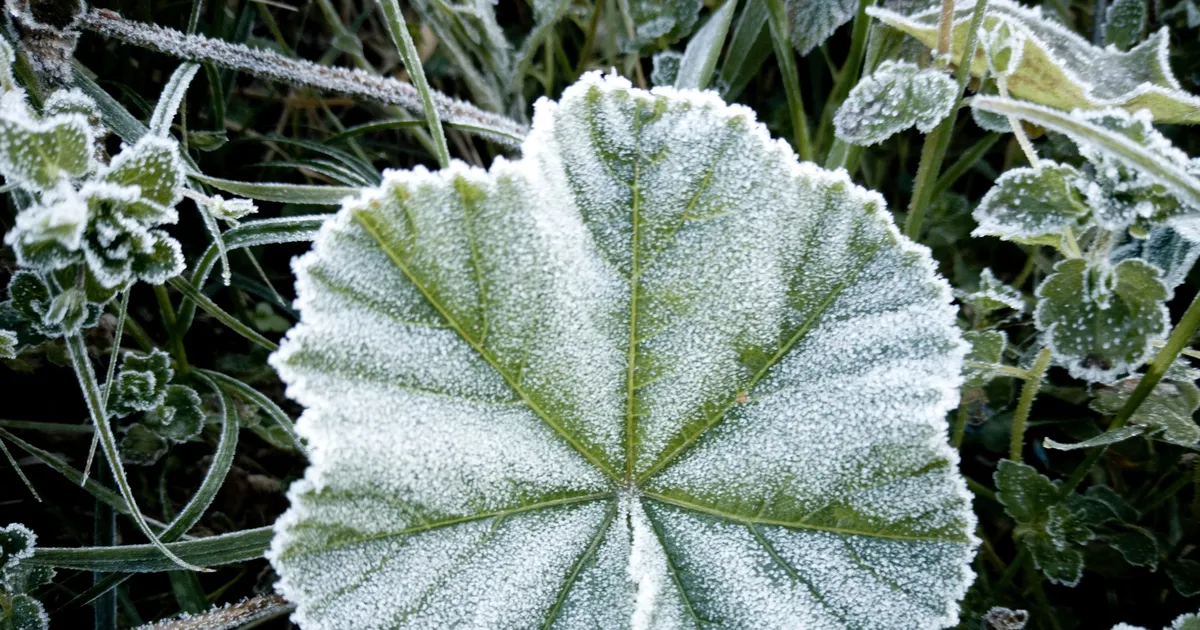 TAIMED OHUS ⟩ Kiitsak: mai esimesel poolel öökülmadest pääsu pole
