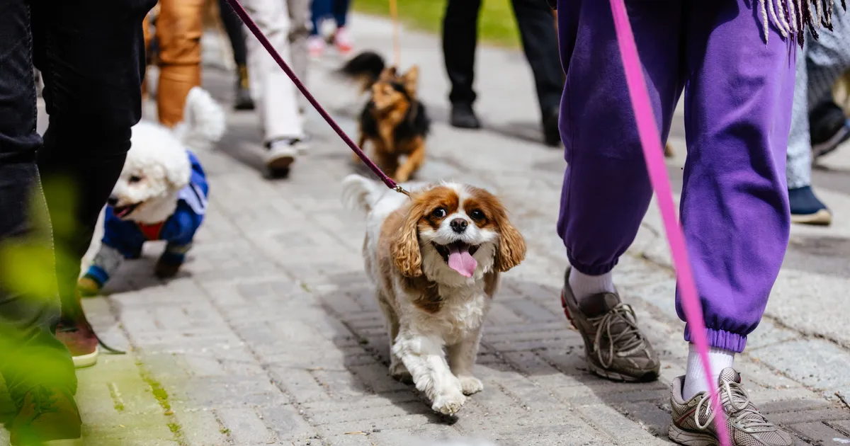 Heategevuslik rongkäik ja lemmikloomaala ootavad loomasõpru vanalinna