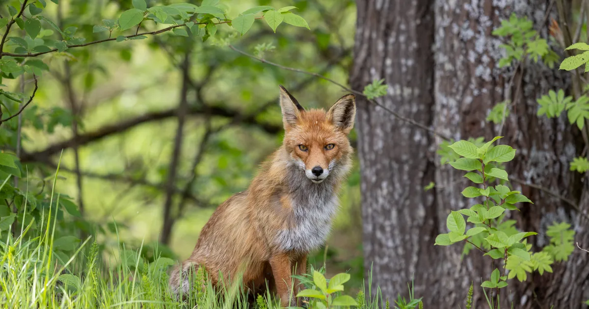 VIDEO ⟩ Kass Aino vahtis Karlovas rebasega tõtt