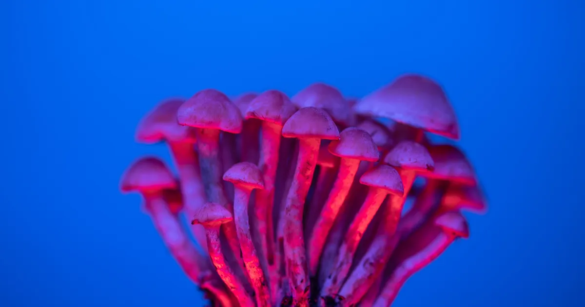 Seenepõhine ime? Psilotsübiin andis Parkinsoni patsientidele lootuse tagasi