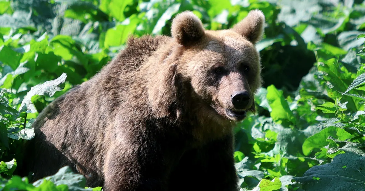 Video ⟩ Neljaliikmeline karupere käis Tartumaal taluhoovis maiustamas