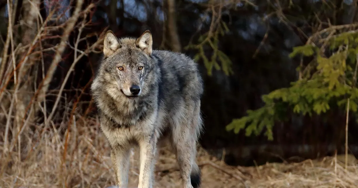 Euroopa Liidus alandati hundi kaitsestaatust