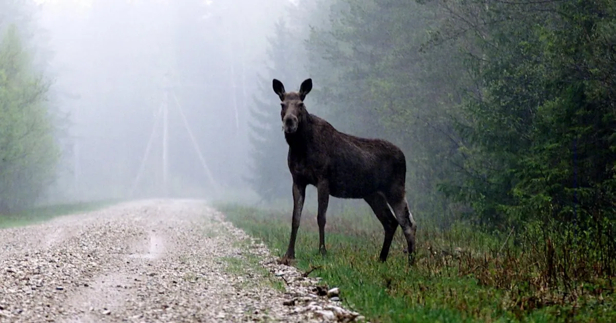 Ettevaatust liikluses – kevad toob metsloomad teele