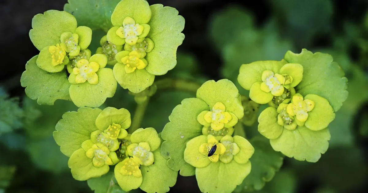 LOODUSFOTO ⟩ Lepiklill on kevadine pilgupüüdja
