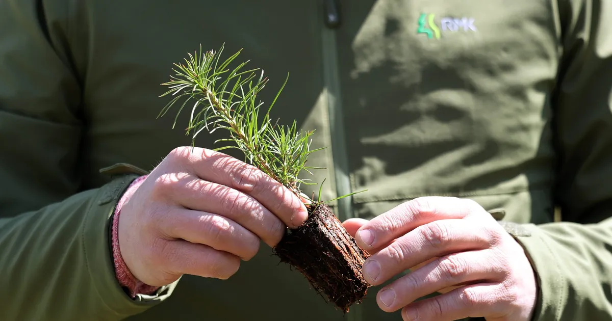 RMK istutab Tartu- ja Jõgevamaale ligi kolm miljonit puud