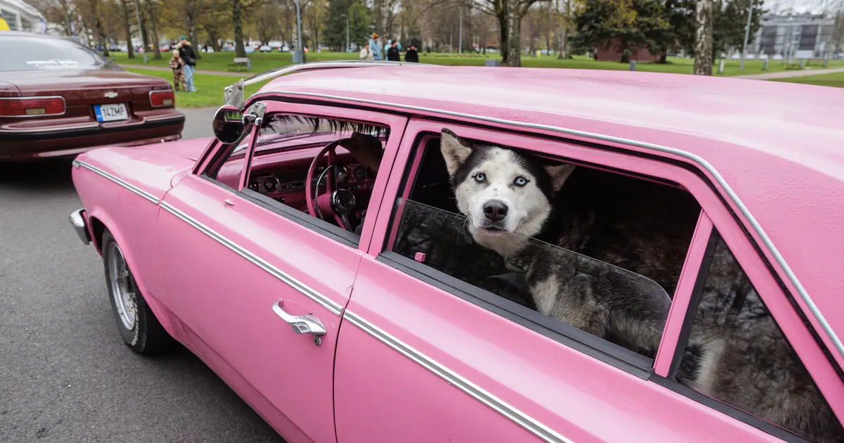 GALERII ⟩ Tallinna Lauluväljakul said kokku Ameerika autode fännid