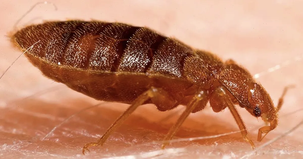 Voodilutikad on saanud juurde veel ühe võime – meile see ei meeldi