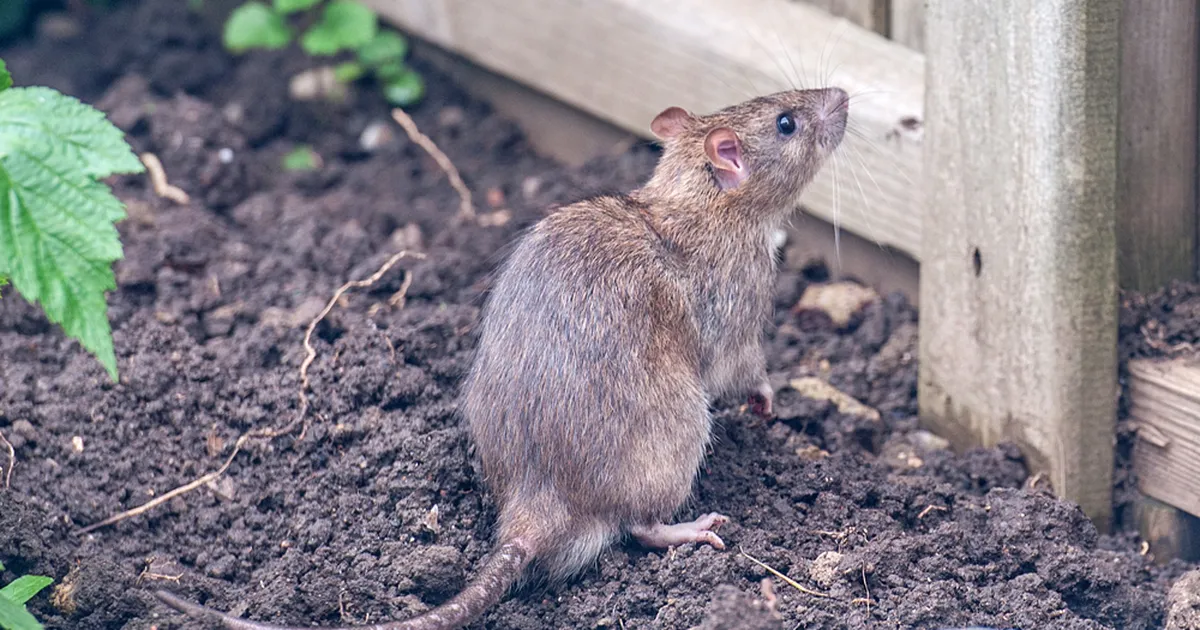 See ülipopulaarne asi aias meelitab rotte ligi