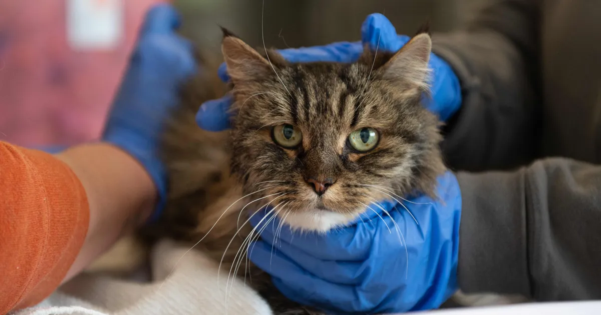 ÜHEKSA ELU ⟩ Matkal 115 meetri kõrguselt alla kukkunud kass pääses imekombel