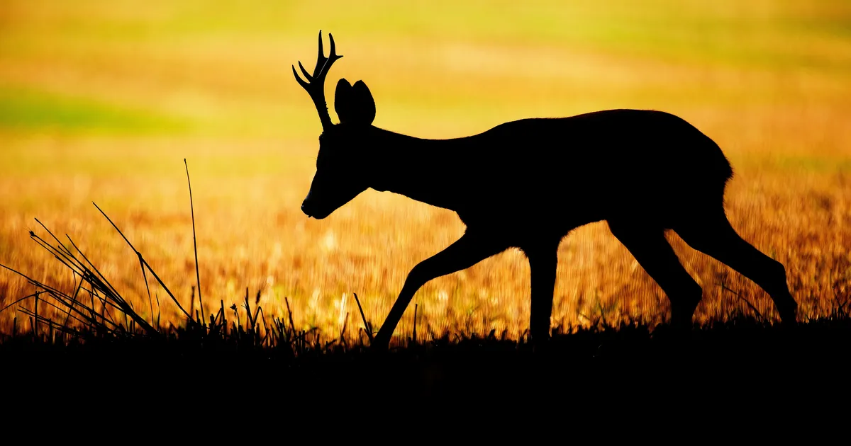 Saaremaal leiti põllu äärest loom, kellega oli tehtud midagi väga õõvastavat