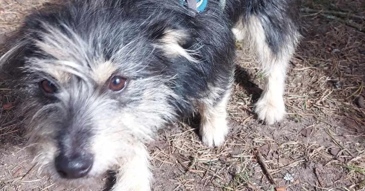 Tähelepanuväärne postitus osutus ekslikuks: lemmik, kes väidetavalt uputati, on elus ja terve