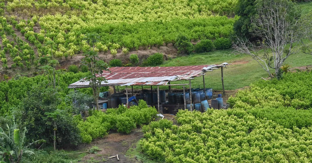 Kolumbia kokaiinibuum: kaotused ei loe, kaupa jagub küllaga