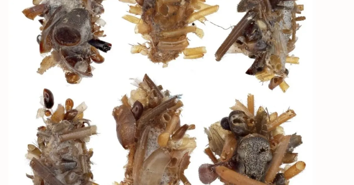 Vaat see on allest tõuk – isegi ämblik ei näe teda, sest...