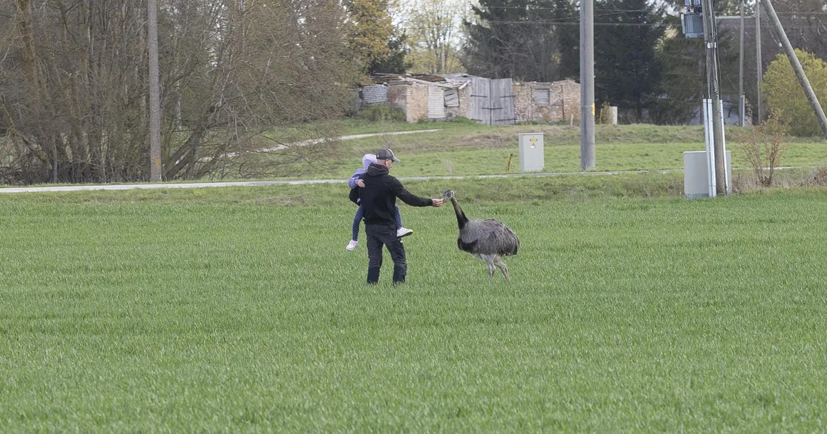 VIDEO ⟩ Rakvere lähistel seikleb eksootiline lind