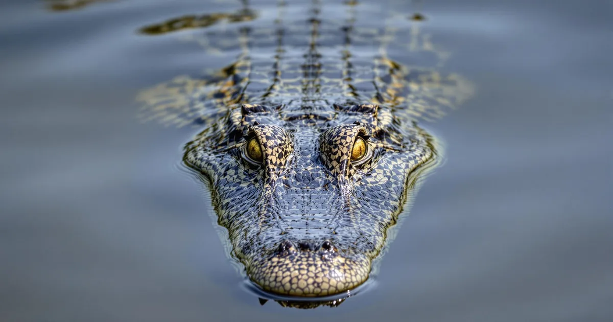 Filipiini turist sai krokodillilt selfie tegemise ajal hammustada