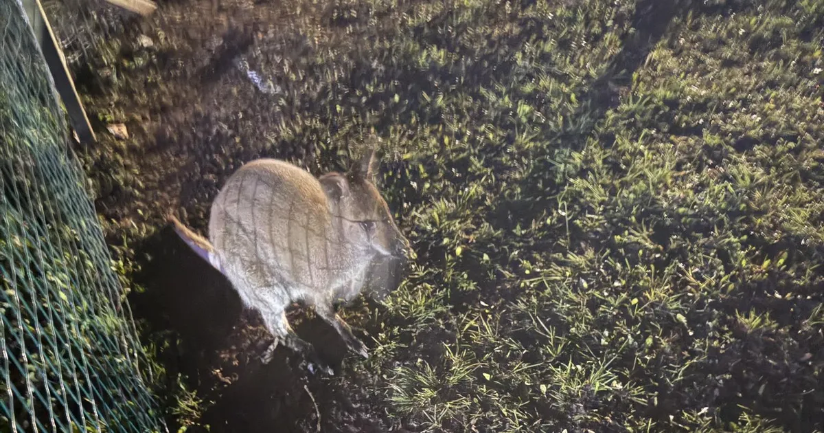 FOTO ⟩ Raplamaal otsitakse taga kadunud kängurut