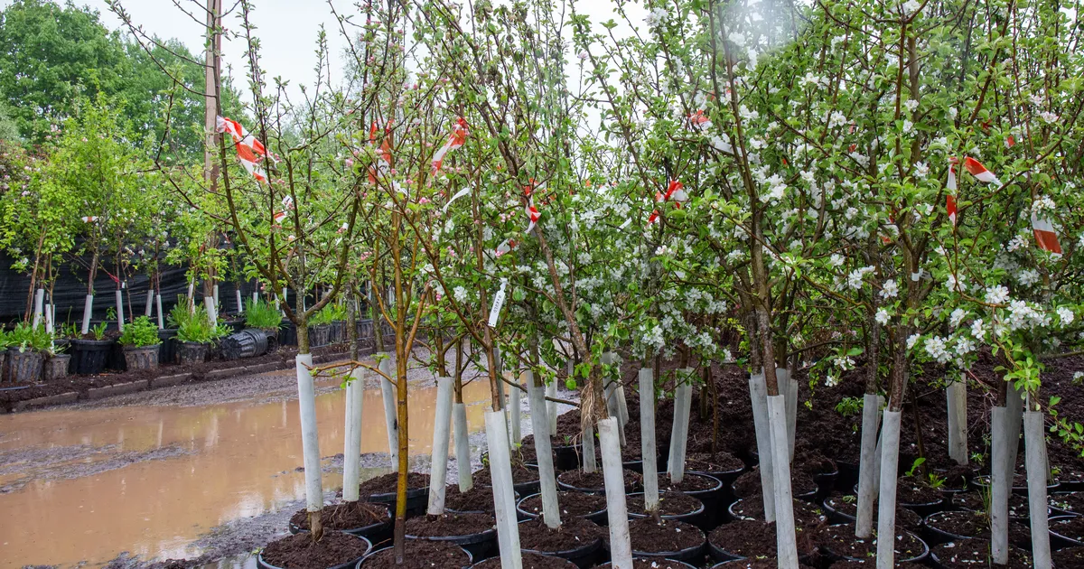 3500 taime ⟩ Tallinn istutab iga sündiva lapse auks puu