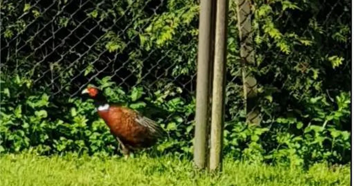 FOTO ⟩ Võrus jalutas kaupluse juures ringi pilkupüüdev suleline: läks tõuksiga sõitma, saab rutem koju