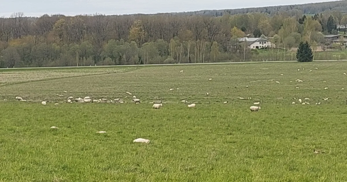 Pildid sündmuskohalt ⟩ Tartu külje all murdsid hundid pea poolsada lambatalle