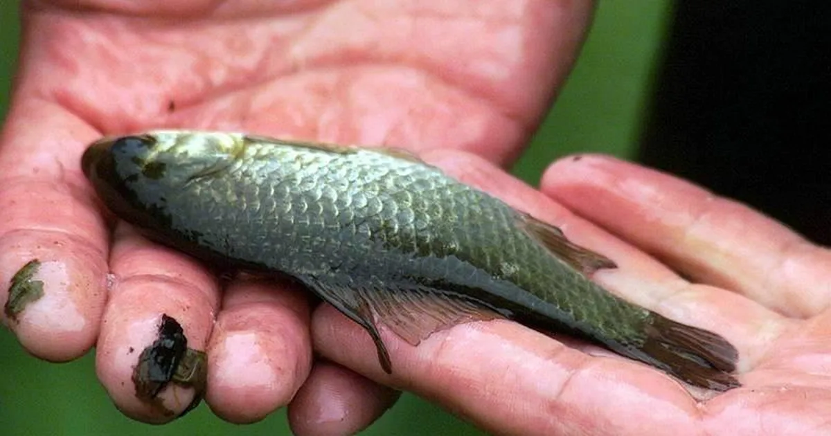 Võistes avastati meres kümneid surnud kalu