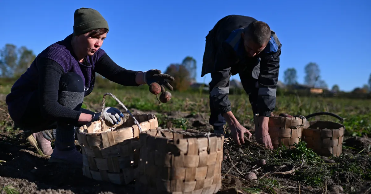 Kartulikriis Venemaal: kilohind kallim kui Eestis, vaesed loobuvad kartulist
