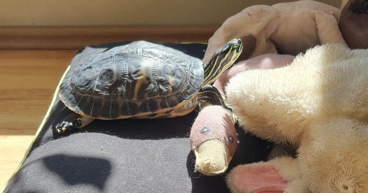 Naine päästis kilpkonna väga halbadest tingimustest: endised omanikud pidasid teda puitkastis