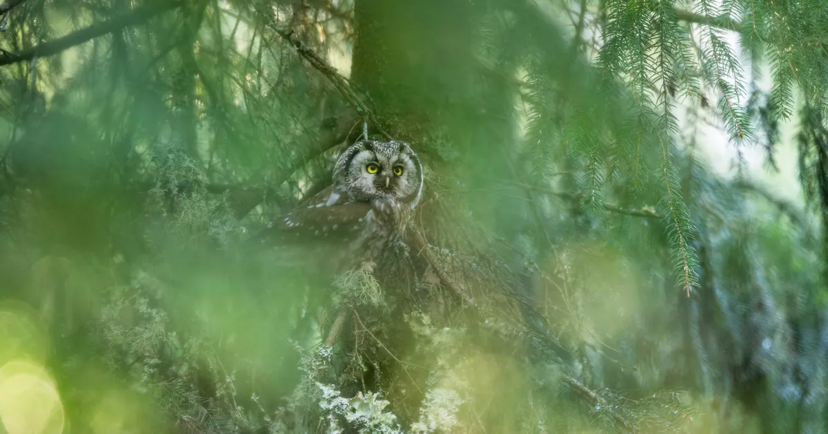 Loodusfotod ⟩ Ootamatu hääl juhatas looduspiltniku laanekakuni