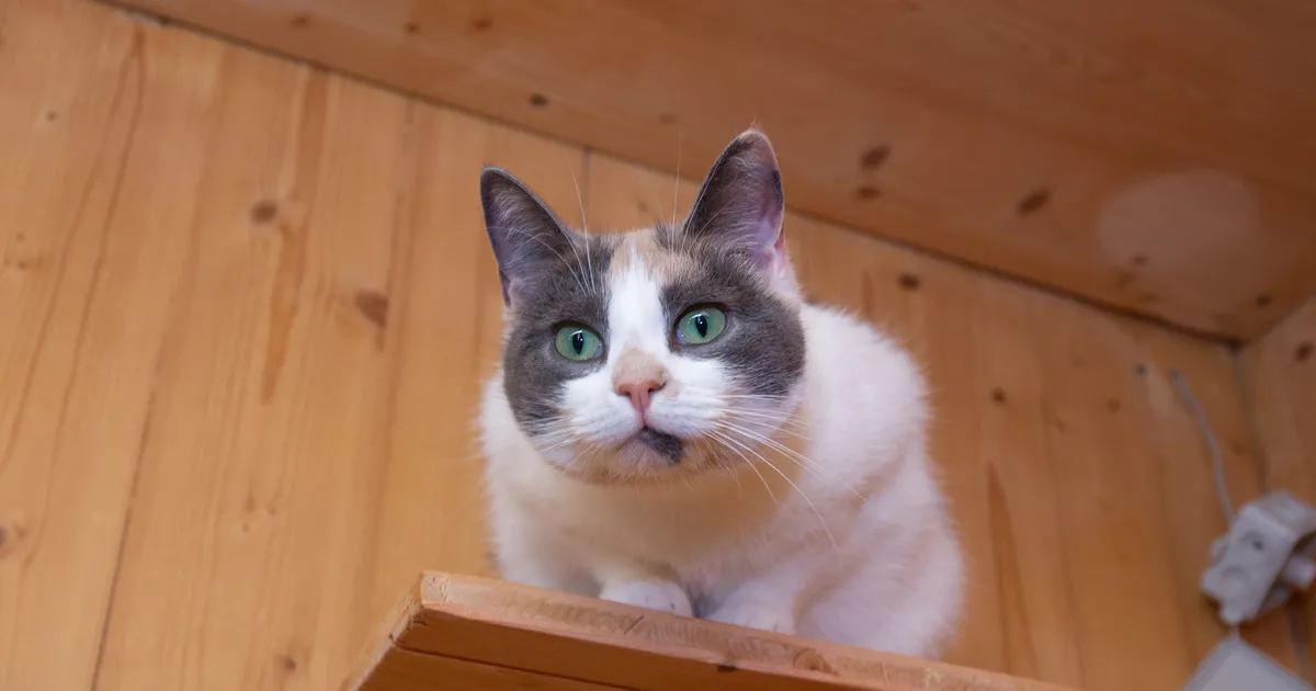 Ära seda kontoris loe ⟩ Vabandusi, miks töötu ei saa nõustaja kõnet vastu võtta