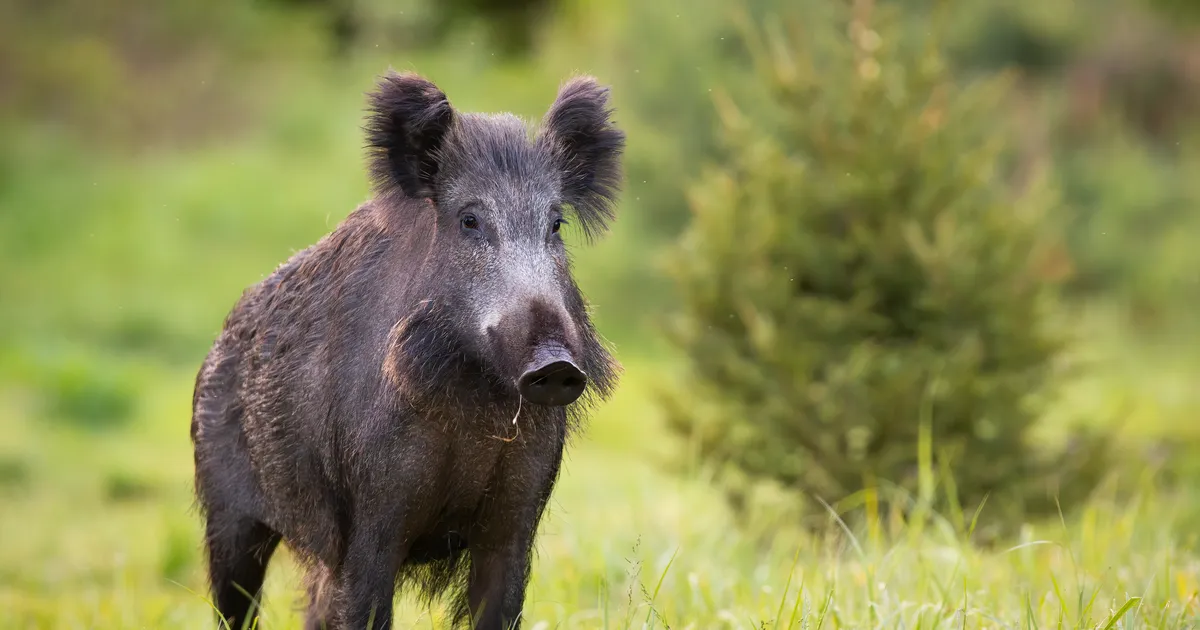 VIDEO ⟩ Valgamaal jäi kaamera ette üllatavalt suur hulk metssigu