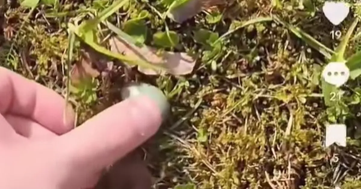 ŠOKEERIV ⟩ Eestlane riputas TikToki videoid sellest, kui julmalt ta linnupoegi tappis