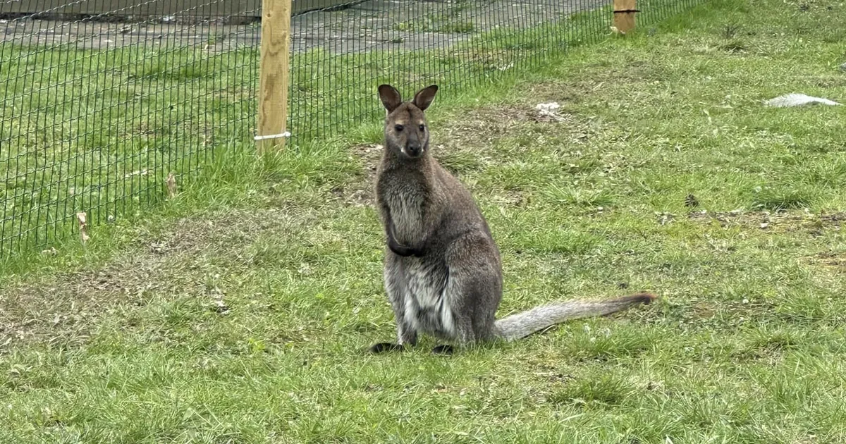 OTSINGUD JÄTKUVAD ⟩ Raplamaal kadunud känguru on mõne päevaga rännanud üllatavalt kaugele