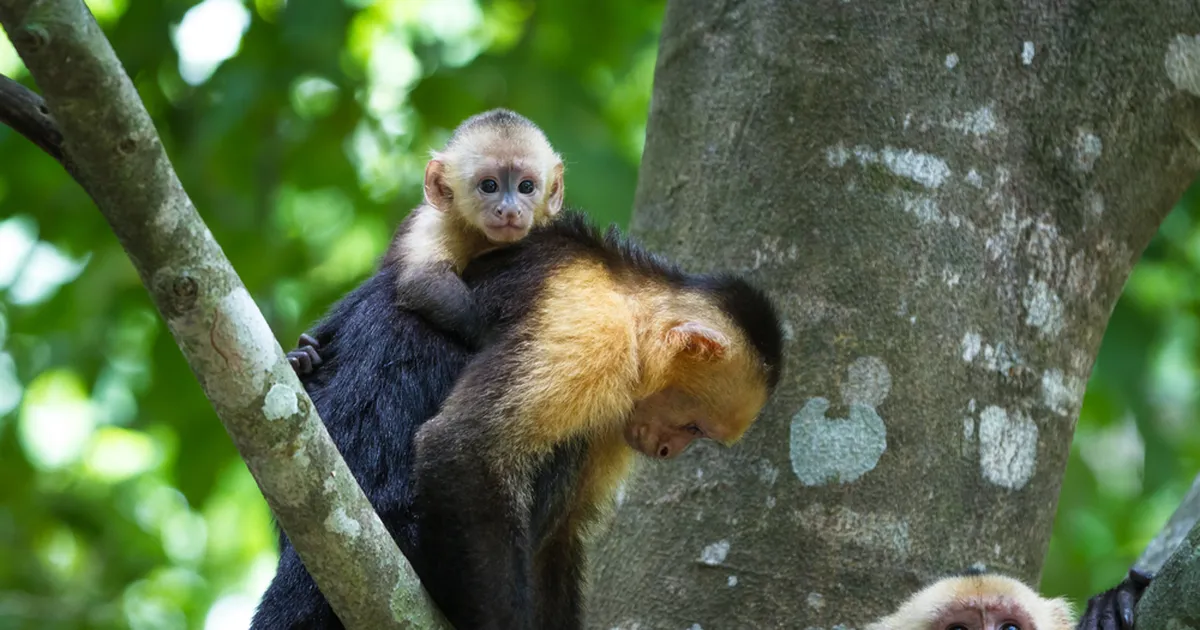 Ahvipoegi smugeldanud paar võeti lennujaamas haledalt vahele