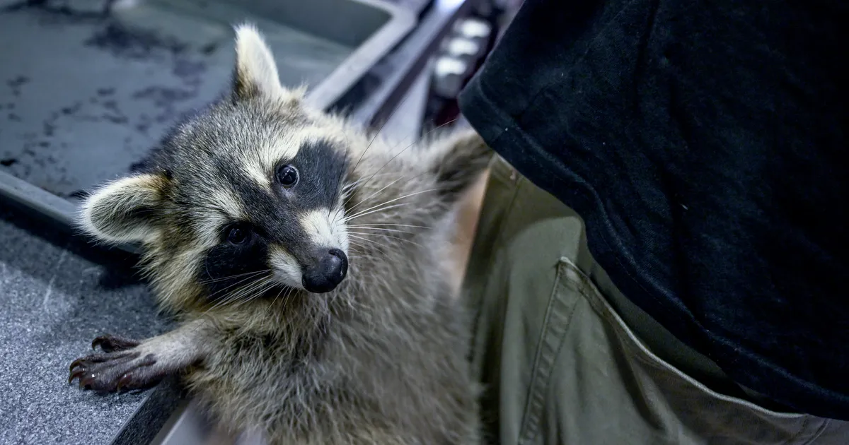 VÕIMALIK AINULT AMEERIKAS ⟩ Ohios peeti kinni auto, mille juhiistmel istus pesukaru, klaasist metamfetamiini piip suus