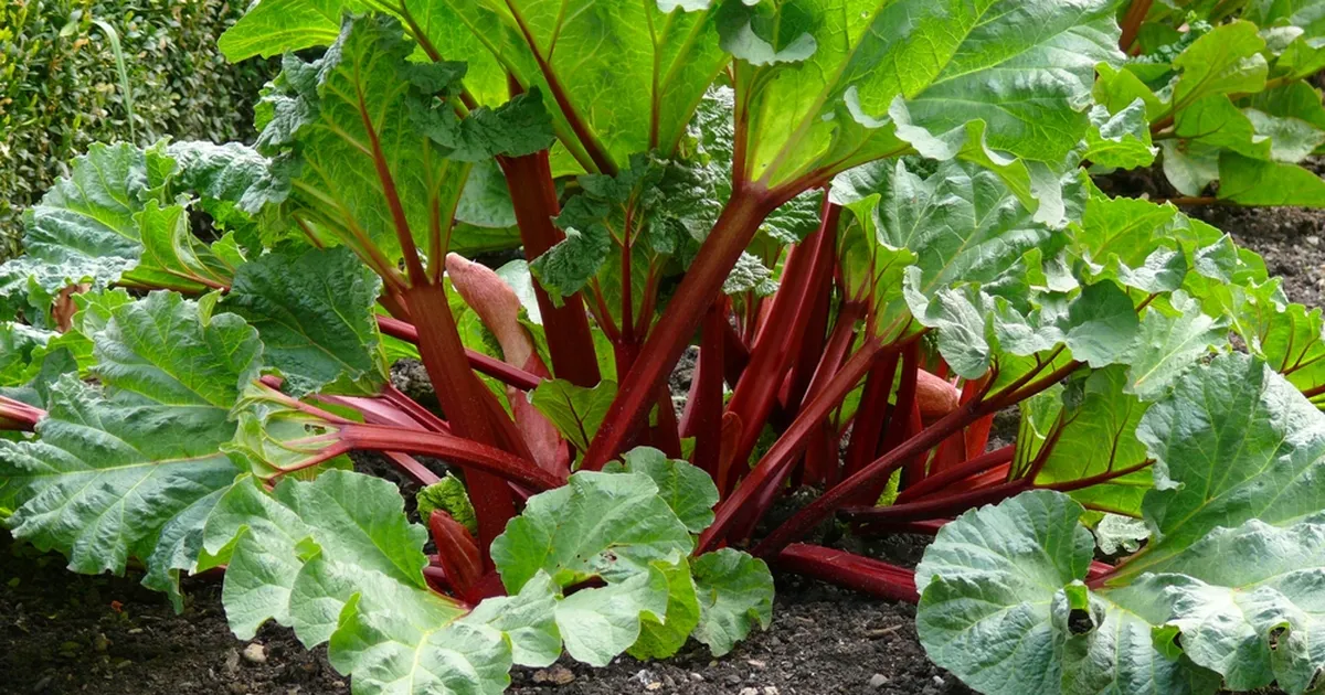Aednike suur kevadine viga: miks rabarber ei kasva nii magusaks ja lopsakaks, kui võiks